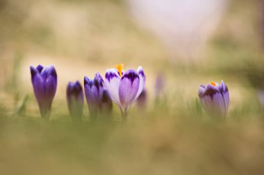 Kuru sarı çimlerde yetişen güzel mor timsah çiçekleri, ilkbaharın ilk işareti. Mevsimlik paskalya doğal arka planı.