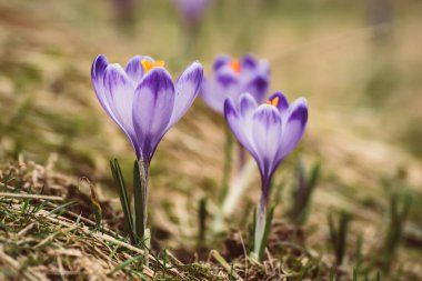 Kuru sarı çimlerde yetişen güzel mor timsah çiçekleri, ilkbaharın ilk işareti. Mevsimlik paskalya doğal arka planı.