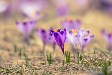 Kuru sarı çimlerde yetişen güzel mor timsah çiçekleri, ilkbaharın ilk işareti. Mevsimlik paskalya doğal arka planı.