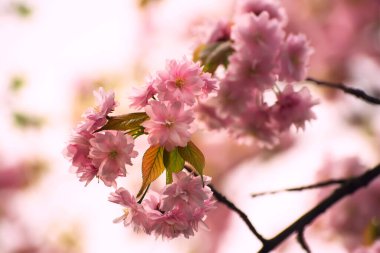 Bahçede yetişen Sakura 'nın taze pembe çiçekleri, doğal bahar Paskalya arka planı.