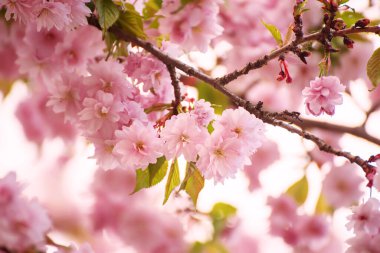 Bahçede yetişen Sakura 'nın taze pembe çiçekleri, doğal bahar Paskalya arka planı.
