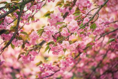 Bahçede yetişen Sakura 'nın taze pembe çiçekleri, doğal bahar Paskalya arka planı.
