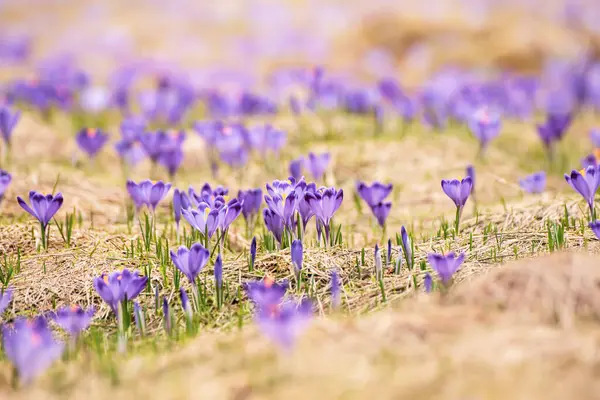 stock image Beautiful violet crocuses flower growing in the dry yellow grass, the first sign of spring. Seasonal Easter natural background.