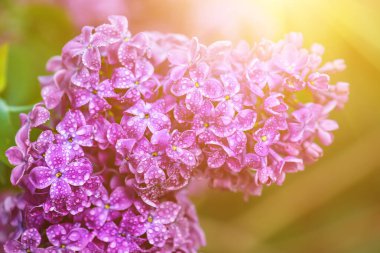 Bahar yumuşak Menekşe leylak çiçeği su ile makro görüntüsünü, doğal mevsimlik çiçek arka plan damla. Tatil kartı ile kopya alanı olarak kullanılabilir.