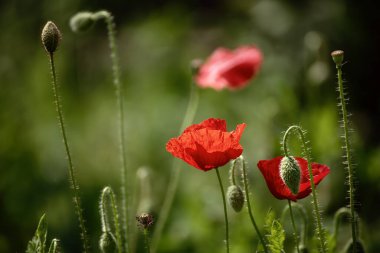 Yeşil çimen tarlasında açan kırmızı gelincik çiçekleri, çiçekli doğal bahar mevsimi arkaplanı, hatıra ve uzlaşma günü için resim olarak kullanılabilir.
