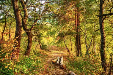 Orman yolu ve ahşap gövdeli güzel bir sonbahar manzarası.