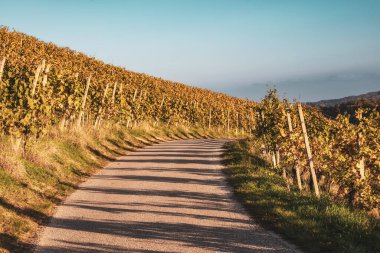 Sonbahar üzüm bağları ve şarap dallarında güneşli yapraklarla manzara, Maribor yakınlarındaki Slovenya 'da doğal tarım geçmişi. Gün batımında mavi gökyüzü ile şarap yolu
