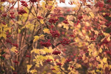 Vahşi doğada yetişen kırmızı viburnum meyveleri. Avrupa viburnum üzümleri, doğada olgun kırmızı, yenilebilir viburnum meyveleri. Ağacın üstünde olgun viburum meyveleri. Sonbahar arkaplanı