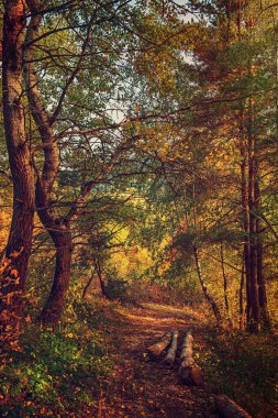 Orman yolu ve ahşap gövdeli güzel bir sonbahar manzarası.