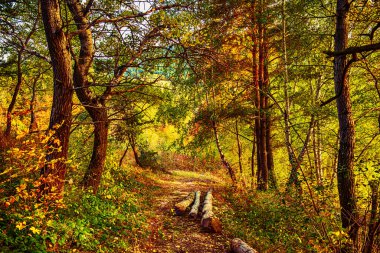 Orman yolu ve ahşap gövdeli güzel bir sonbahar manzarası.