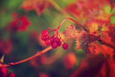 Vahşi doğada yetişen kırmızı viburnum meyveleri. Avrupa viburnum üzümleri, doğada olgun kırmızı, yenilebilir viburnum meyveleri. Ağacın üstünde olgun viburum meyveleri. Sonbahar arkaplanı