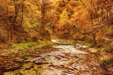 Ünlü Vintgar Vadisi Kanyonu, Bled, Ulusal Park Triglav, Slovenya, Sonbaharda Avrupa, mevsimlik manzara