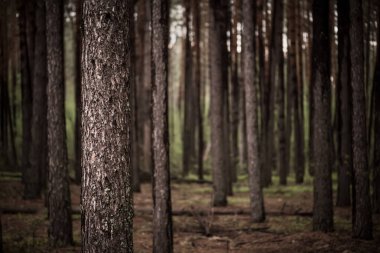 Yeşil ağaçlı, karamsar bir çam ormanı, doğal bağbozumu arka planı.