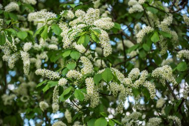 İlkbaharda kiraz ağacı çiçekleri, doğal Paskalya arkaplanı.