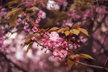 Bahçede yetişen Sakura 'nın taze pembe çiçekleri, doğal bahar Paskalya arka planı.