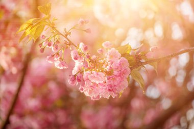 Bahçede yetişen Sakura 'nın taze pembe çiçekleri, doğal bahar Paskalya arka planı.