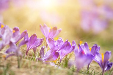 Kuru sarı çimlerde yetişen güzel mor timsah çiçekleri, ilkbaharın ilk işareti. Mevsimlik paskalya doğal arka planı.