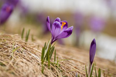 Kuru sarı çimlerde yetişen güzel mor timsah çiçekleri, ilkbaharın ilk işareti. Mevsimlik paskalya doğal arka planı.