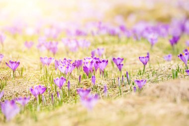 Kuru sarı çimlerde yetişen güzel mor timsah çiçekleri, ilkbaharın ilk işareti. Mevsimlik paskalya doğal arka planı.