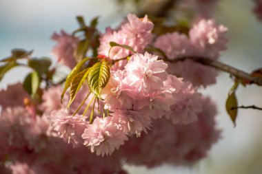 Bahçede yetişen Sakura 'nın taze pembe çiçekleri, doğal bahar Paskalya arka planı.