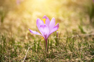 Kuru çimlerin üzerinde büyüyen tek güzel, menekşe çiçeği, ilkbaharın ilk işareti. Mevsimlik Paskalya arkaplanı.