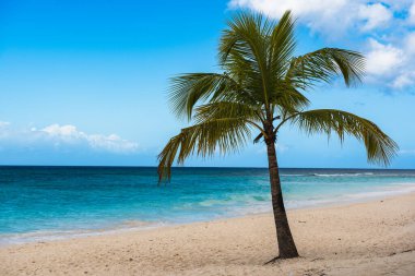 Egzotik tropik plajda tek palmiye ağacı, Dominik Cumhuriyeti Karayipleri yaz mevsimsel manzarası
