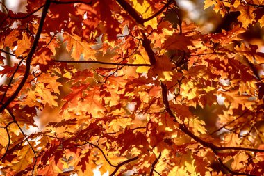 Sonbahar meşe yaprakları, doğal mevsimsel kavram