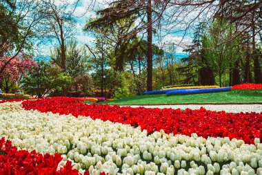 İlkbaharda tarihi bir şehir parkı olan Emirgan Parkı 'nda geleneksel Lale Festivali