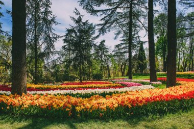 Emirgan Parkı 'nda geleneksel Lale Festivali. İlkbaharda tarihi bir şehir parkı.