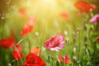 Yeşil çimen tarlasında açan kırmızı gelincik çiçekleri, çiçekli doğal bahar mevsimi arkaplanı, hatıra ve uzlaşma günü için resim olarak kullanılabilir.