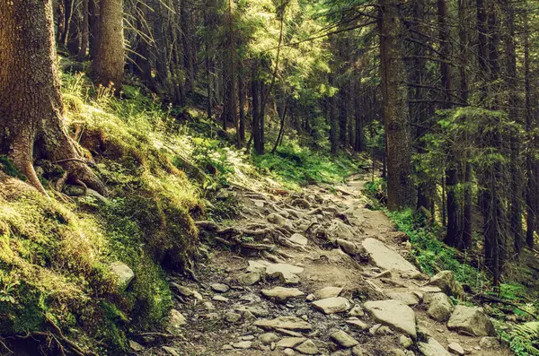 Yol ve yeşil ağaçlarla kaplı karamsar bir yaz ormanı, doğal bağbozumu arka planı. Ukrayna. Carpatian Dağları