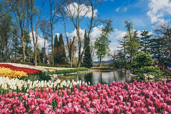 Emirgan Parkı 'nda geleneksel Lale Festivali. İlkbaharda tarihi bir şehir parkı.