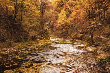 Ünlü Vintgar Vadisi Kanyonu, Bled, Ulusal Park Triglav, Slovenya, Sonbaharda Avrupa, mevsimlik manzara