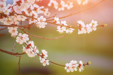 Bahar zamanı kayısı ağacının çiçek açması beyaz güzel çiçeklerle. Kopyalama alanı olan makro resim. Doğal mevsimsel arkaplan.