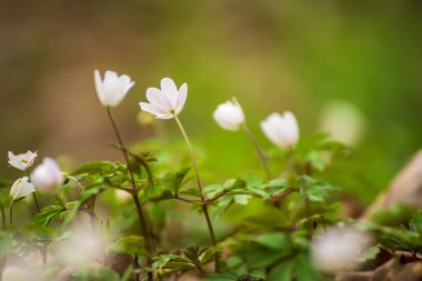 Güzel beyaz şakayık çiçekleri İlkbaharda ormanda yetişir, Doğal açık hava mevsimsel yumuşak arka plan