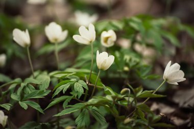 Güzel beyaz şakayık çiçekleri İlkbaharda ormanda yetişir, Doğal açık hava mevsimsel yumuşak arka plan