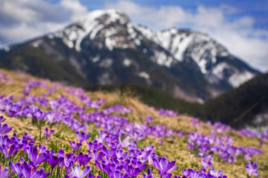 Dolina Chocholowska with blossoming purple crocuses or saffron flowers, famous valley in the High Tatra mountains, Poland. Scenic spring landscape, natural outdoor travel background clipart