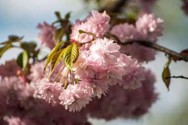 Bahçede yetişen Sakura 'nın taze pembe çiçekleri, doğal bahar Paskalya arka planı.