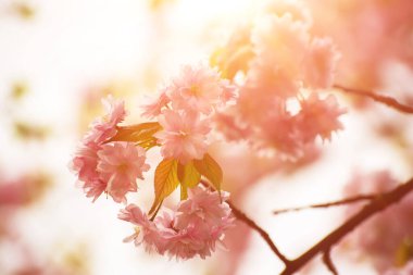 Bahçede yetişen Sakura 'nın taze pembe çiçekleri, doğal bahar Paskalya arka planı.