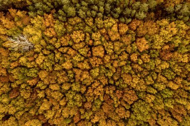 Yukarıdaki renkli sonbahar ormanı bir dronla ele geçirilmiş. Doğal mevsimsel manzara arka planı.