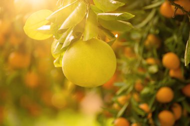 Olgun meyveler narenciye bahçesindeki ağaçlarda asılı. Meyve bahçesinde tropikal pomelo hasat et. Pomelo Çin 'de geleneksel yeni yıl yiyeceğidir, şans getirir. Tarım gıda geçmişi