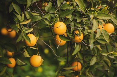 Yeşil yapraklı ve olgun meyveli mandalina bahçesi. Olgunlaşan narenciye meyveleriyle Mandarin Bahçesi. Doğal açık hava gıda geçmişi.