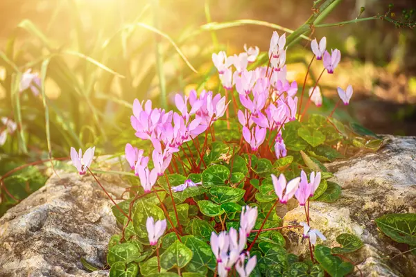 stock image Cyprus pink cyclamens flowers growing in the wild in spring time