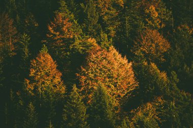Sonbahar dağ manzarası köknar ormanı ve eski moda hipster tarzında telif alanı