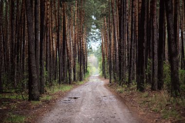 Dark moody forest with path and pine trees, natural outdoor vintage background