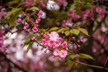 Bahçede yetişen Sakura 'nın taze pembe çiçekleri, doğal bahar Paskalya arka planı.