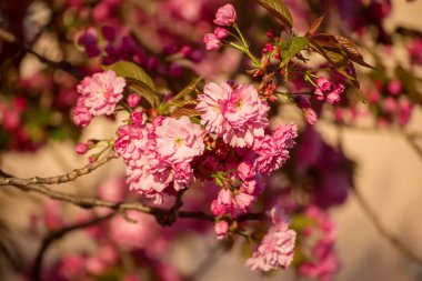 Bahçede yetişen Sakura 'nın taze pembe çiçekleri, doğal bahar Paskalya arka planı.