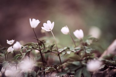 Güzel beyaz şakayık çiçekleri İlkbaharda ormanda yetişir, Doğal açık hava mevsimsel yumuşak arka plan