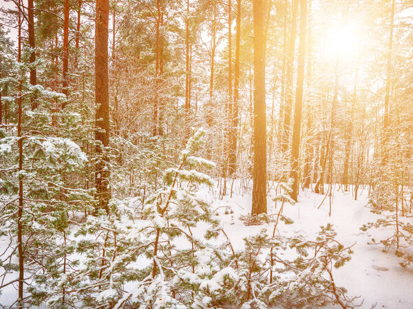 Лес в Эстонии, покрытый снегом. Зимний сезонный пейзаж