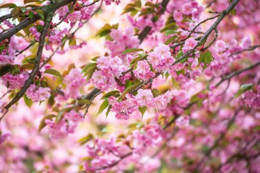 Bahçede yetişen Sakura 'nın taze pembe çiçekleri, doğal bahar Paskalya arka planı.